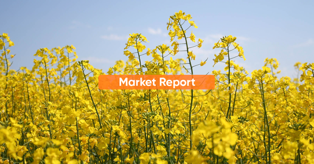 Market report FEBRUARY 2022
