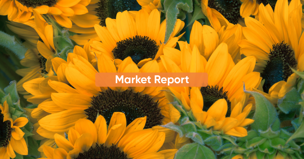 Market report JULY 2022