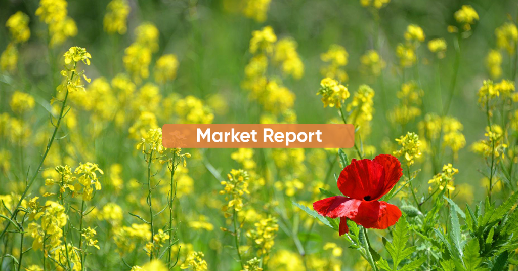 Market Report JULY 2024