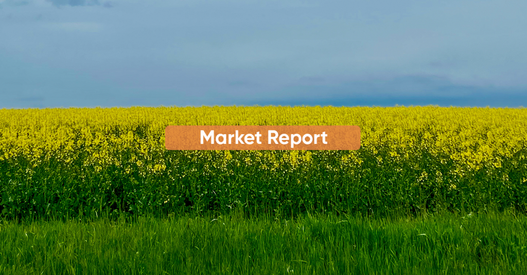 Market Report OCTOBER 2024