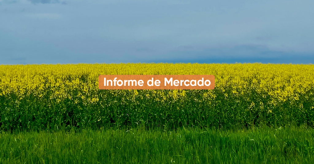 Informe de Mercado OCTUBRE 2024