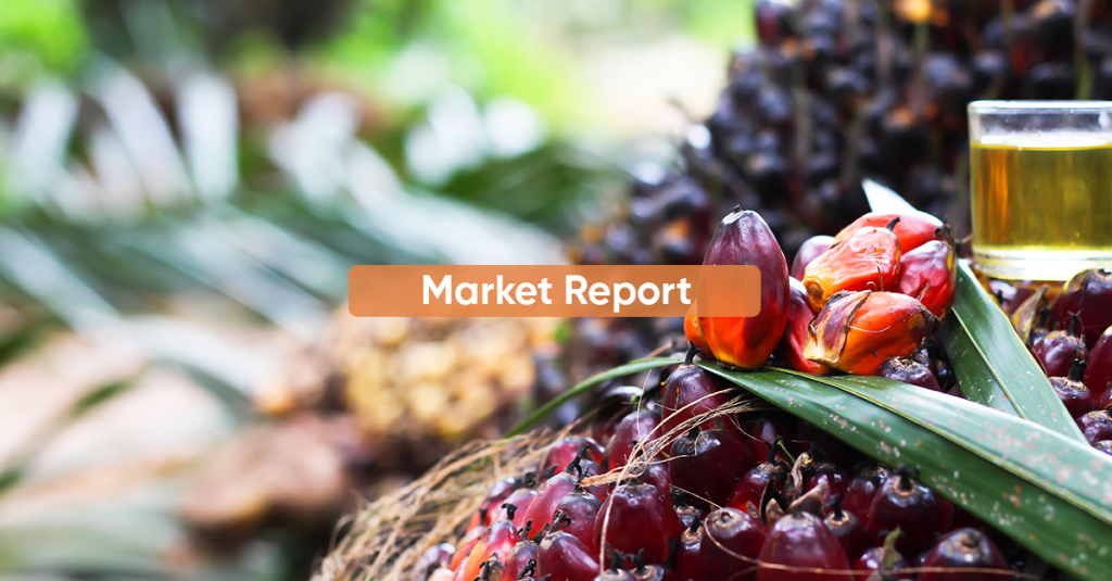 Market Report NOVEMBER 2024